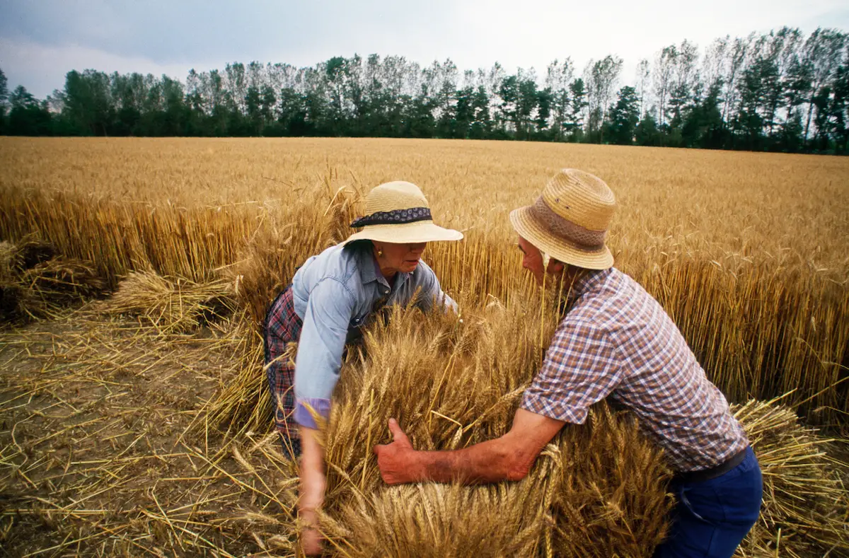 Due contadini con cappelli di paglia raccolgono il grano dorato in un campo maturo, immersi nel gesto antico della mietitura, circondati da spighe e alberi sullo sfondo.