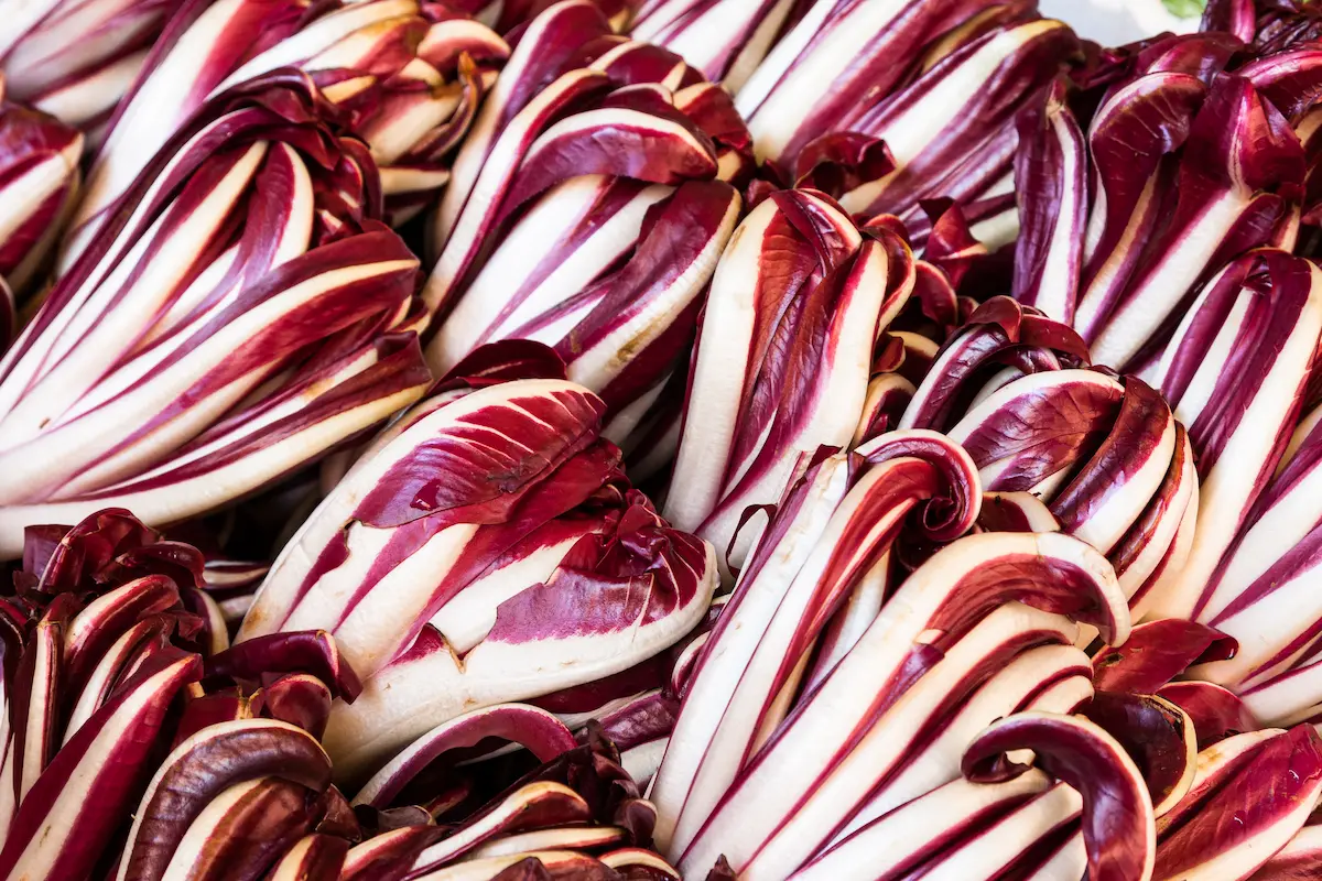 Primo piano di numerosi cespi di radicchio tardivo con foglie ondulate bianche e rosso porpora, disposti in modo ordinato, esaltando le forme sinuose e i colori intensi di questo ortaggio veneto.
