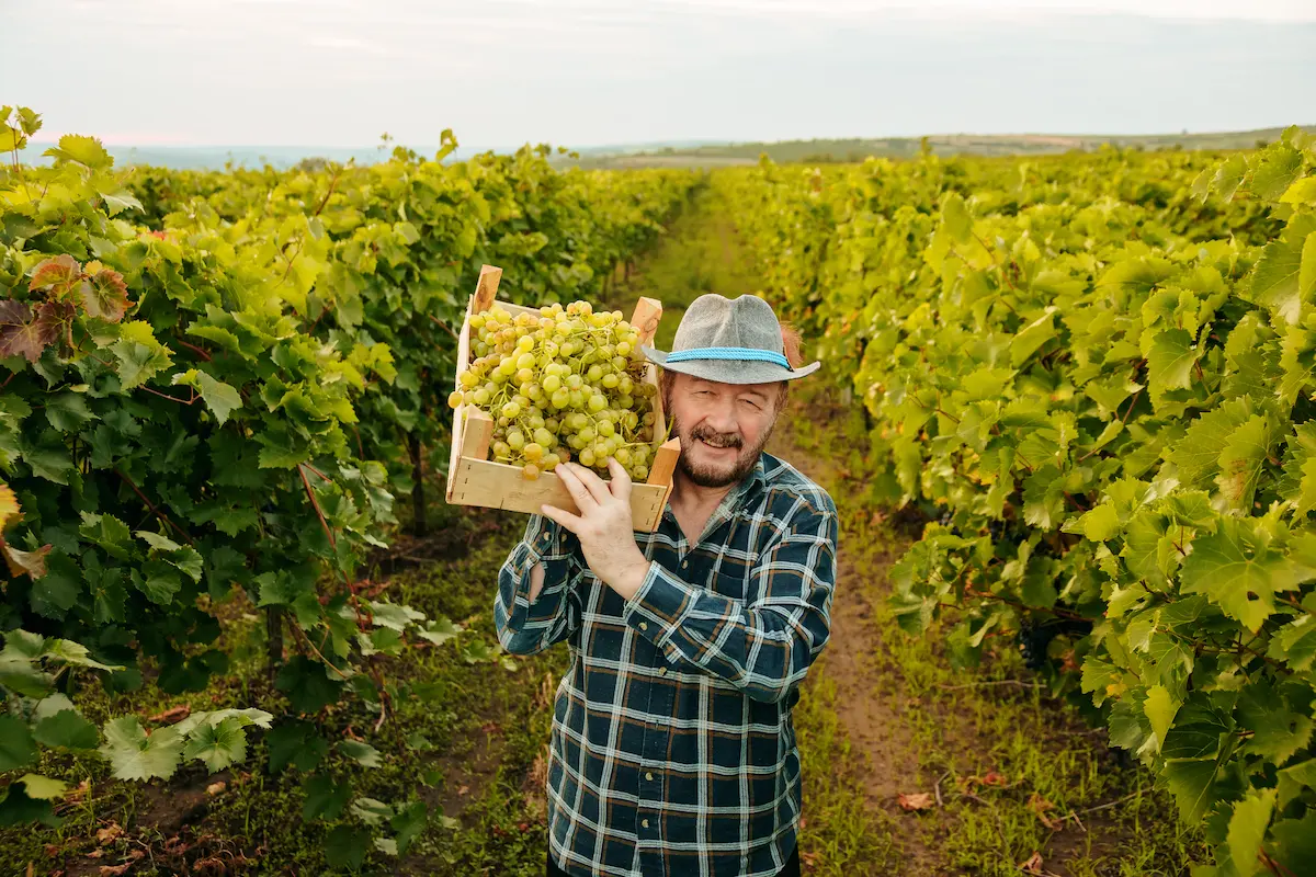 Un contadino anziano sorride felice mentre solleva una cassetta di uva bianca tra i filari di una vigna rigogliosa, simbolo di dedizione, tradizione e orgoglio agricolo.